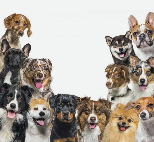 O przewodniku ras psów
