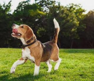 Informacje o beagle'u